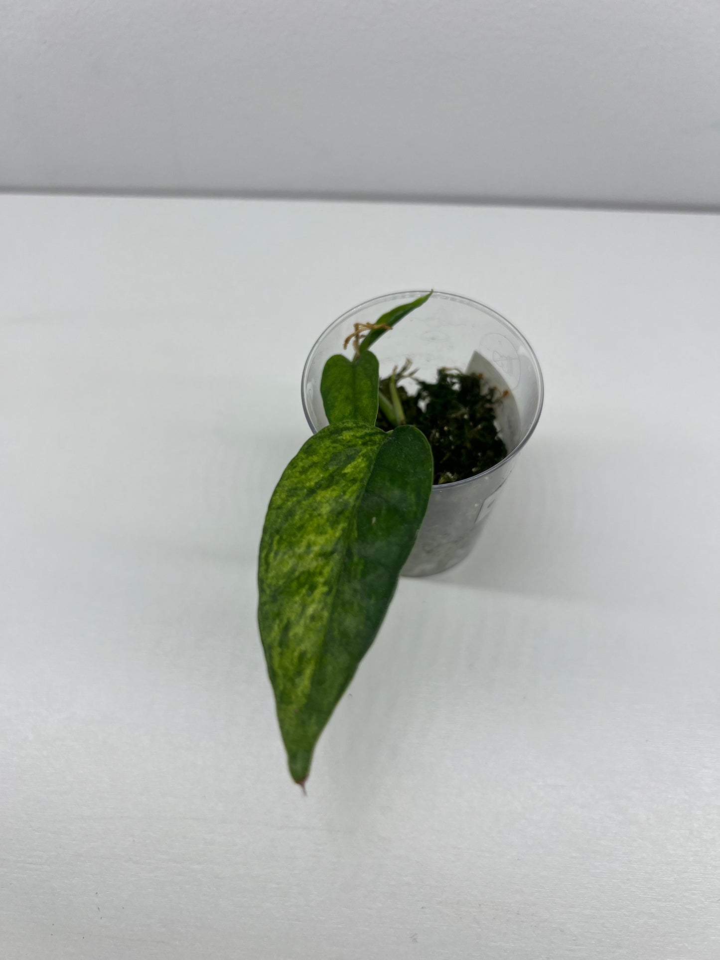 Epipremnum pinnatum 'Yellow Mint'