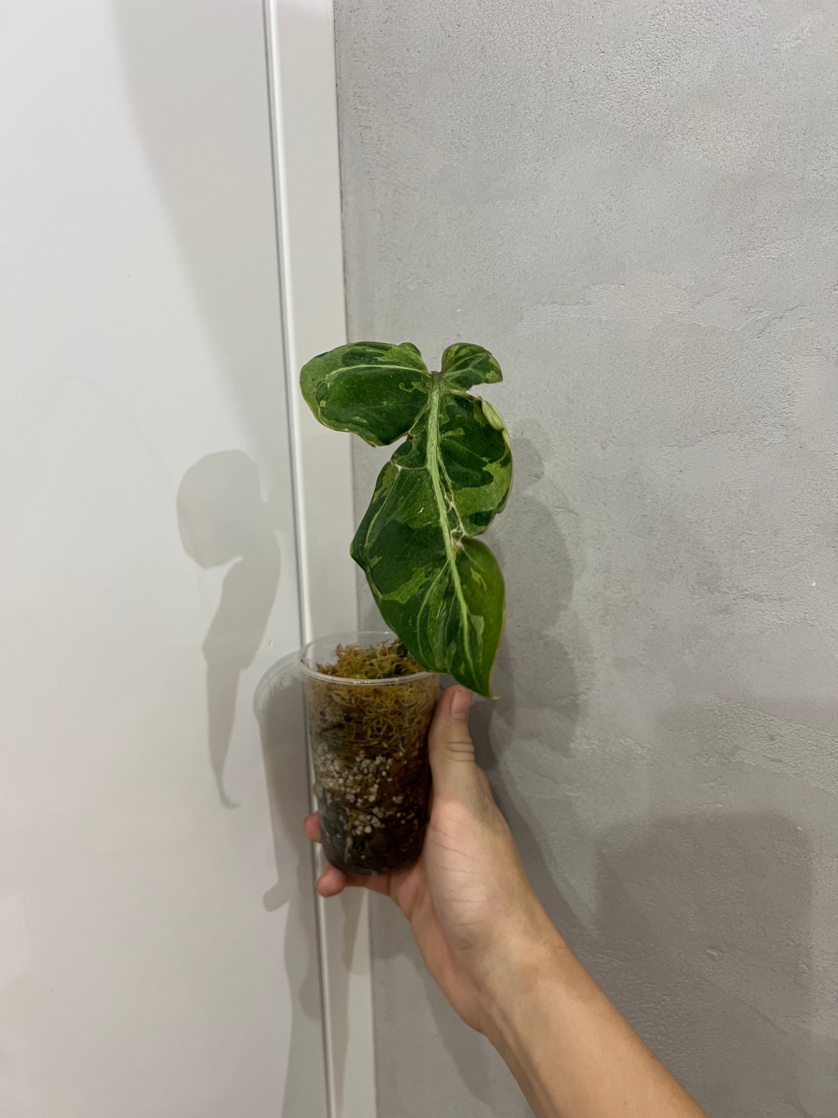 Philodendron snow leopard variegated