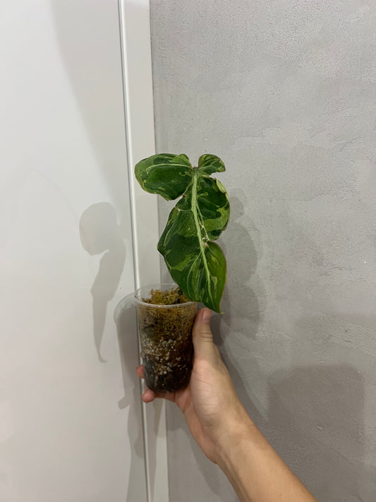 Philodendron snow leopard variegated
