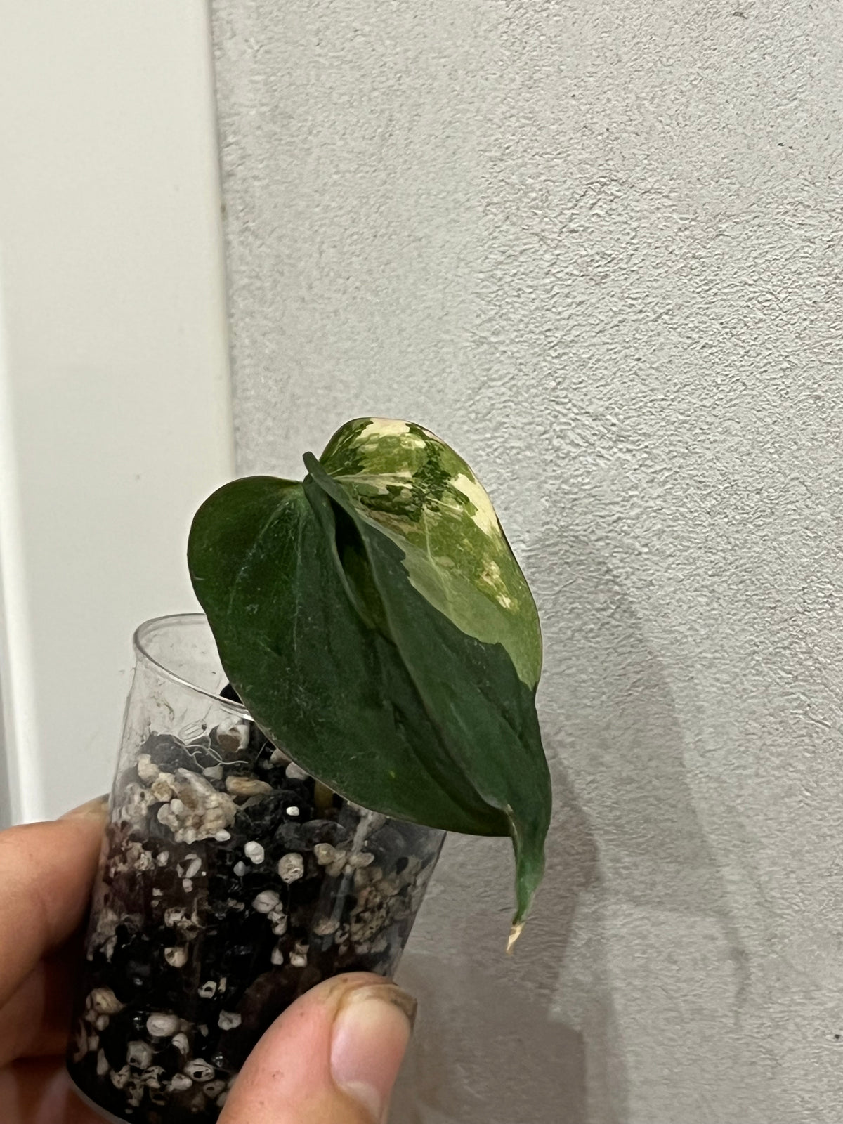Philodendron micans variegated