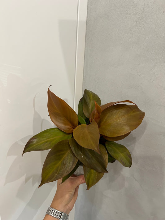 Philodendron cherry red