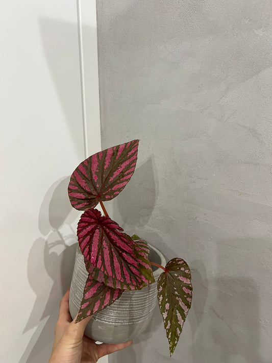 Begonia brevirimosa