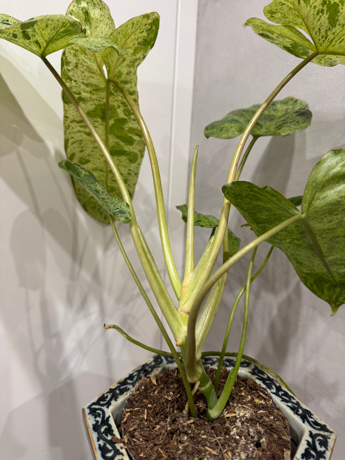 Philodendron paraiso verde