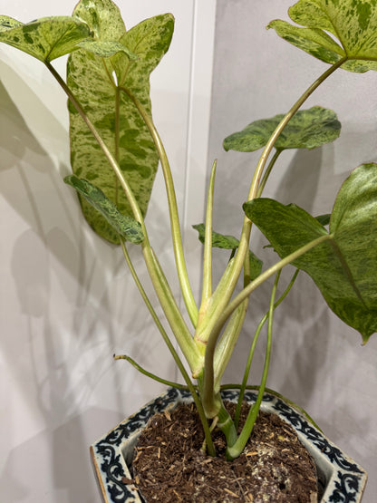Philodendron paraiso verde