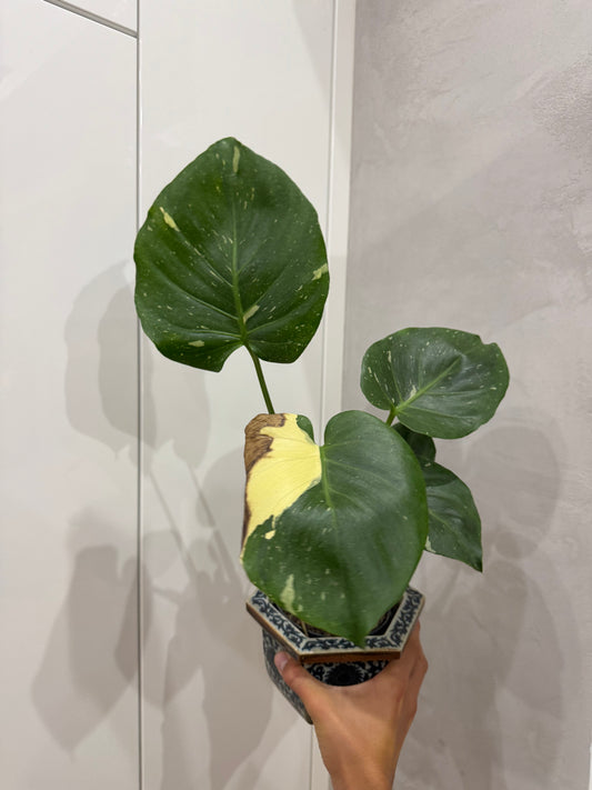 Monstera thai constellation 1