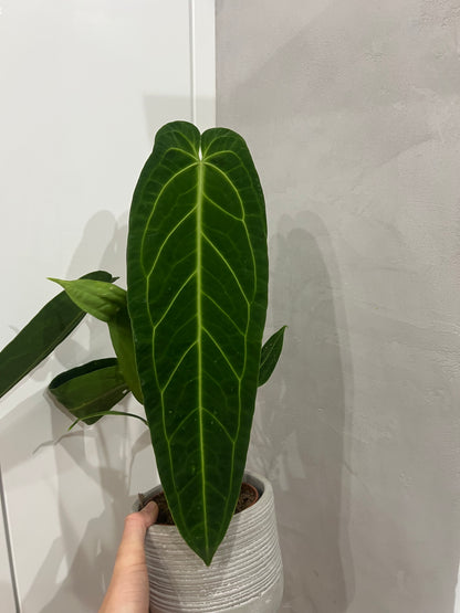 Anthurium warocqueanum