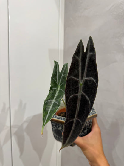 Alocasia longiloba purple