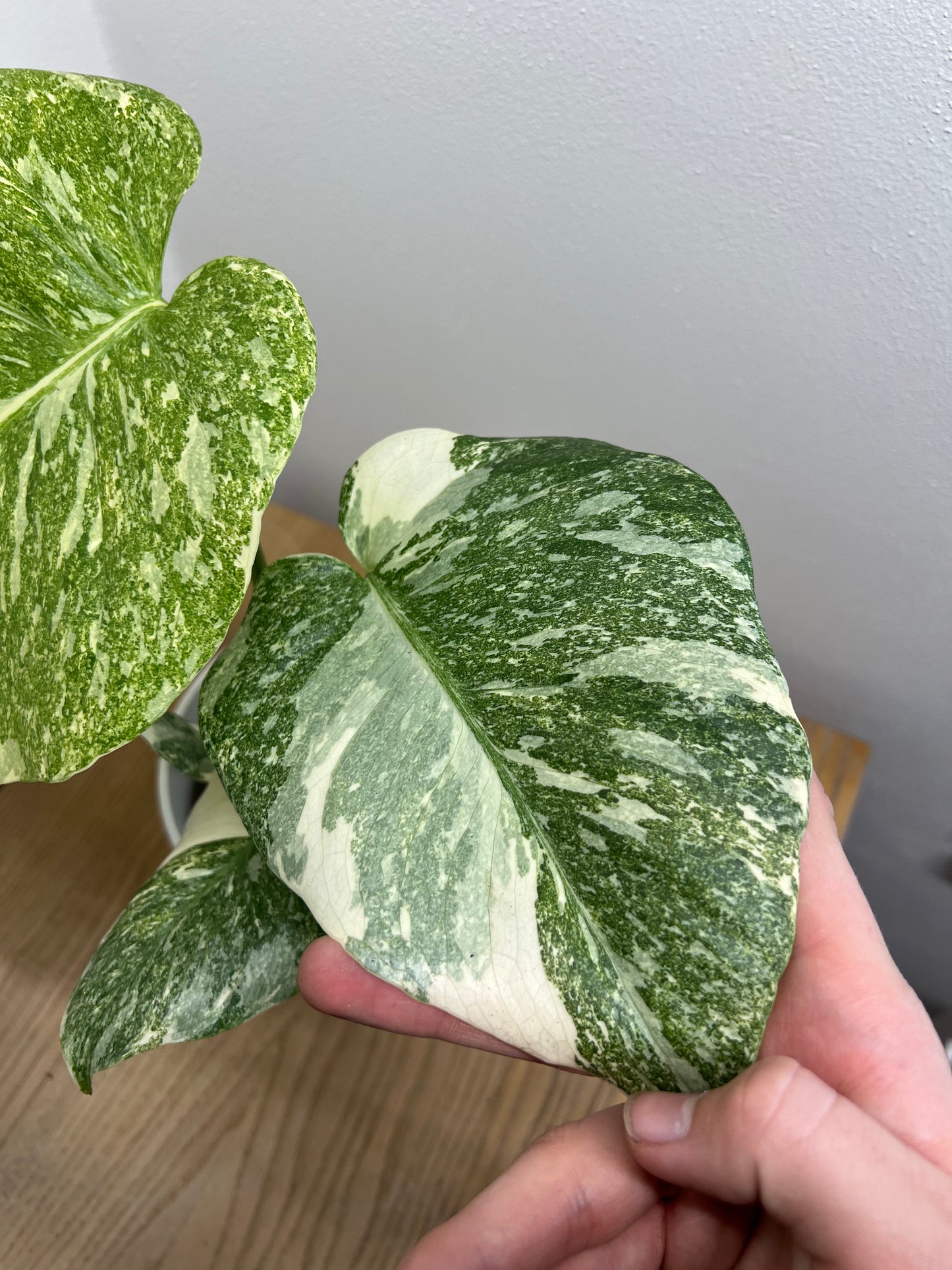monstera creme brulee