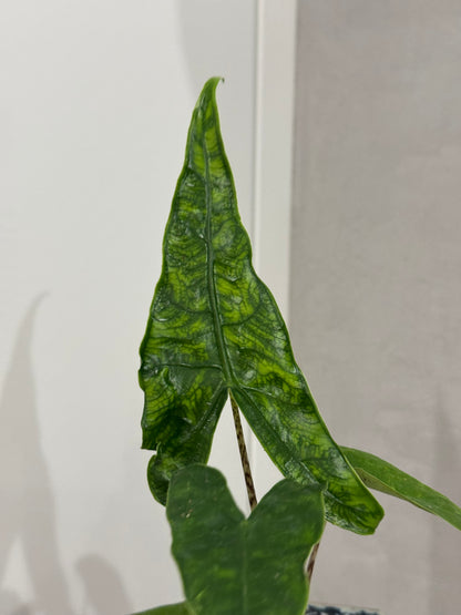 Alocasia reticulata