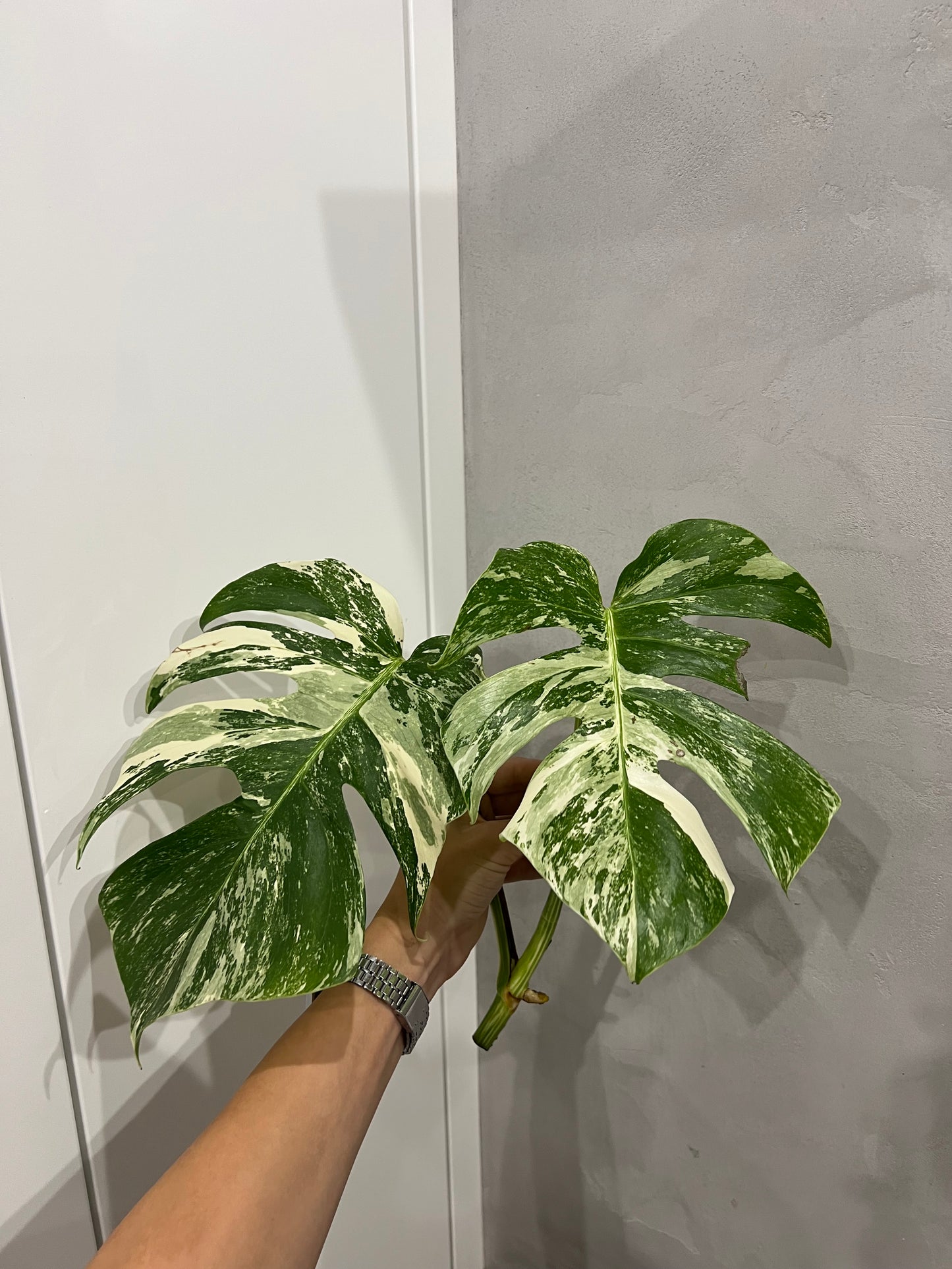 Monstera albo
