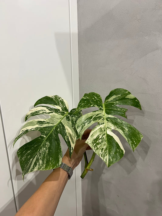 Monstera albo