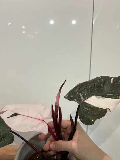 Philodendron red anderson pink
