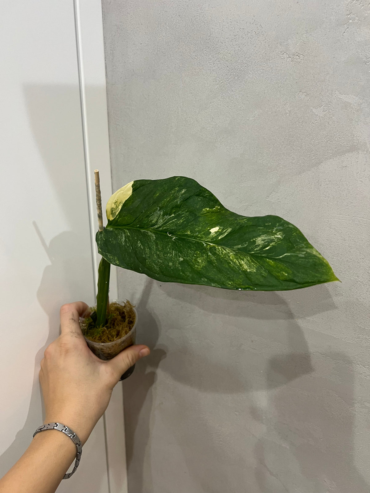 Monstera Obliqua Mayuna variegated