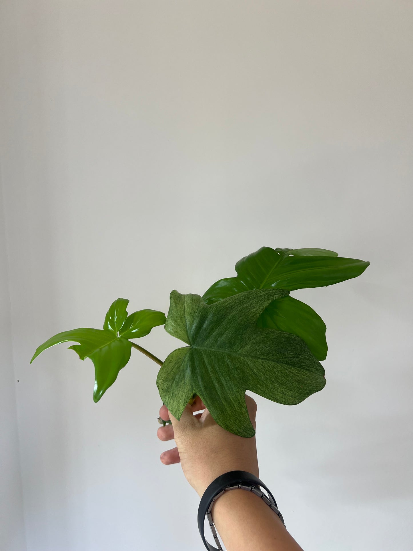 Philodendron florida ghost