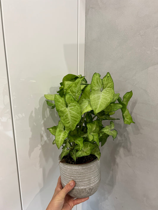 Syngonium arrow