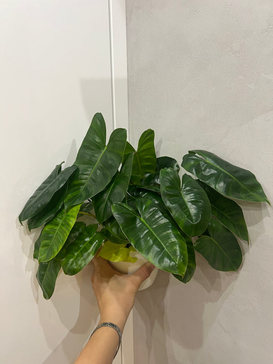 Philodendron burle marx variegated (revert)