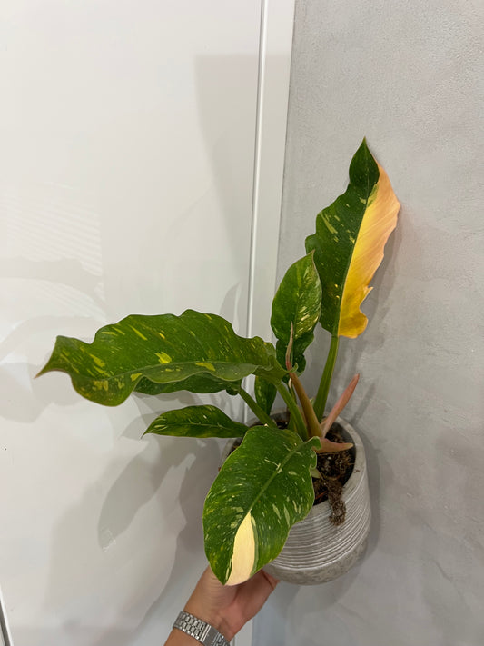 Philodendron ring of fire
