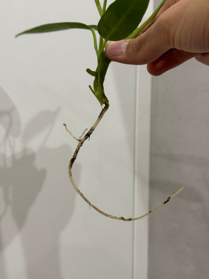 Anthurium warroqueanum