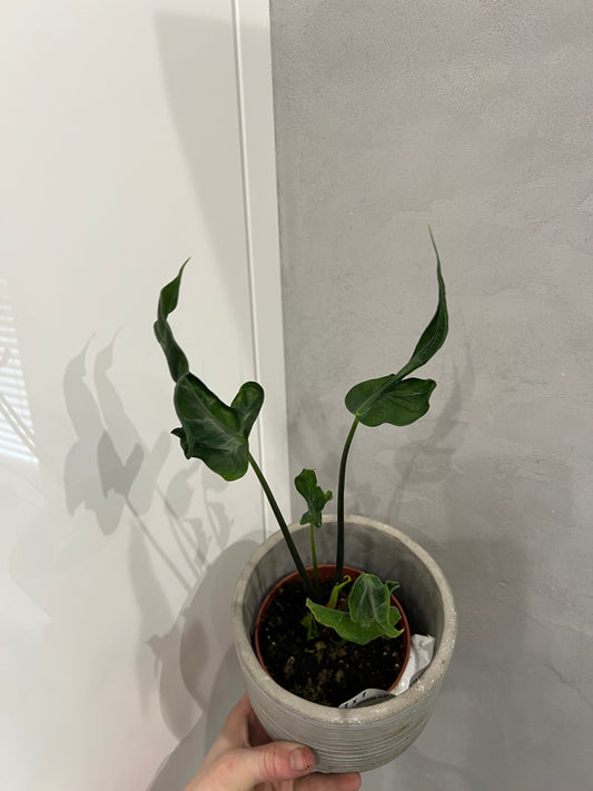 Alocasia Teletubbies