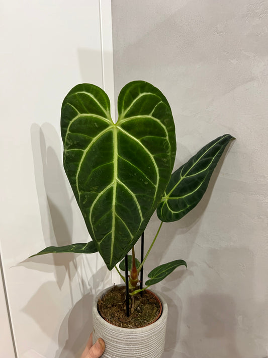Anthurium regal