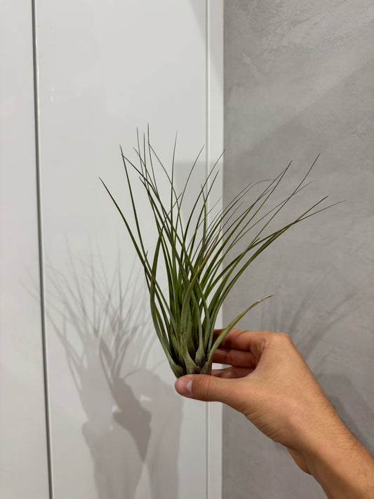 Tillandsia juncefolia