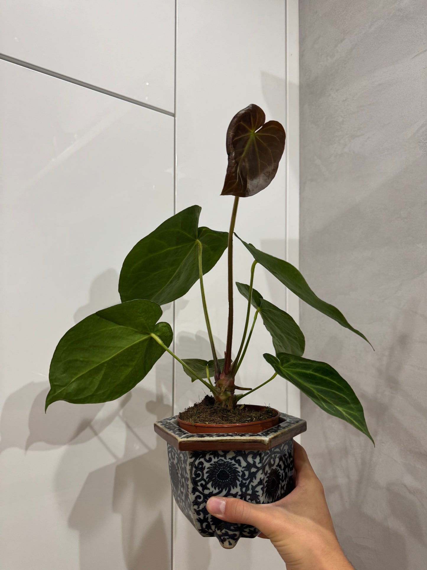 Anthurium??