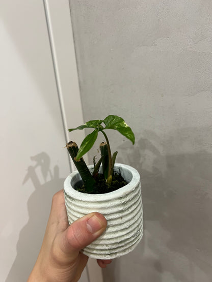 Syngonium albo