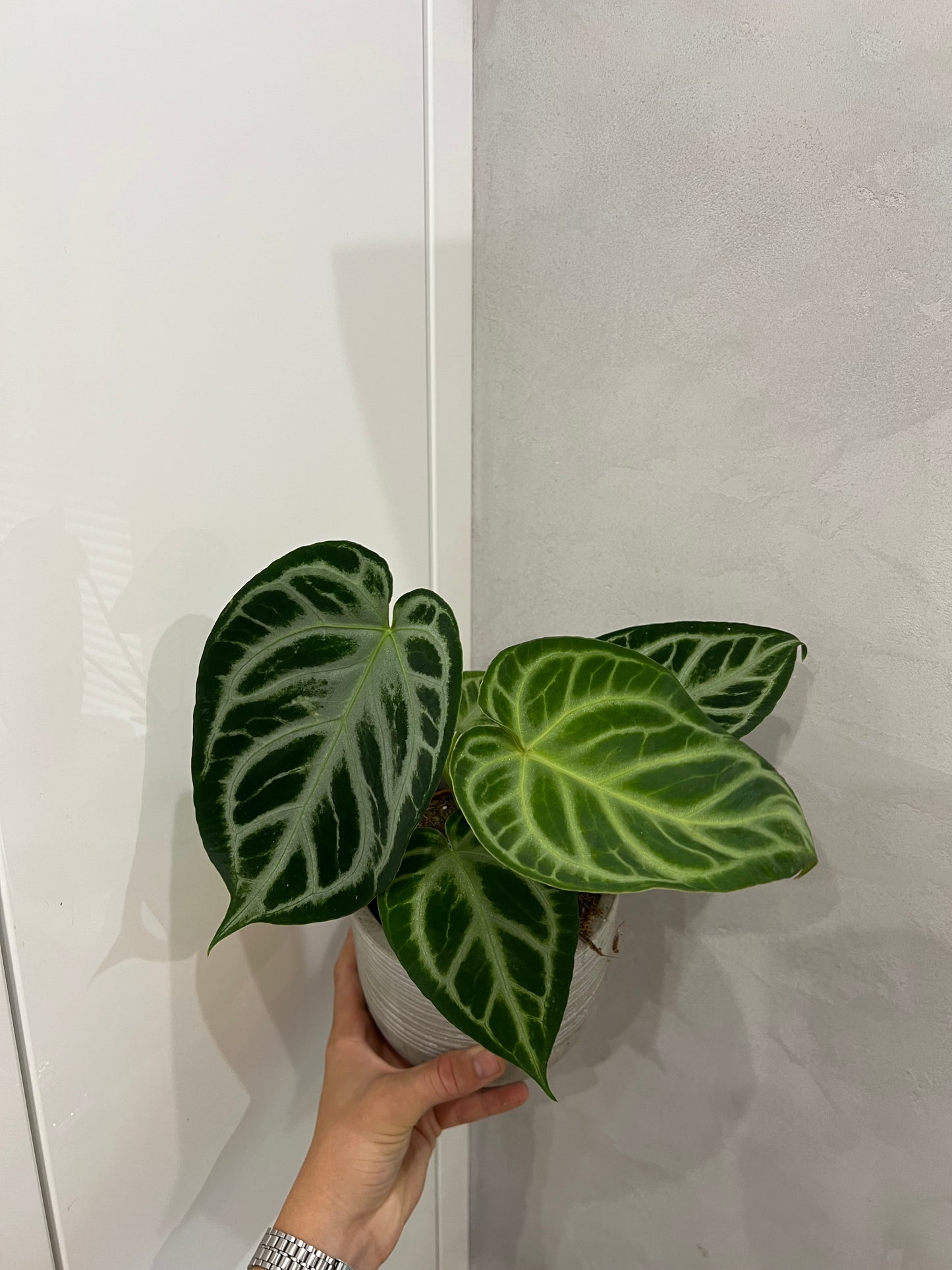Anthurium silver blush