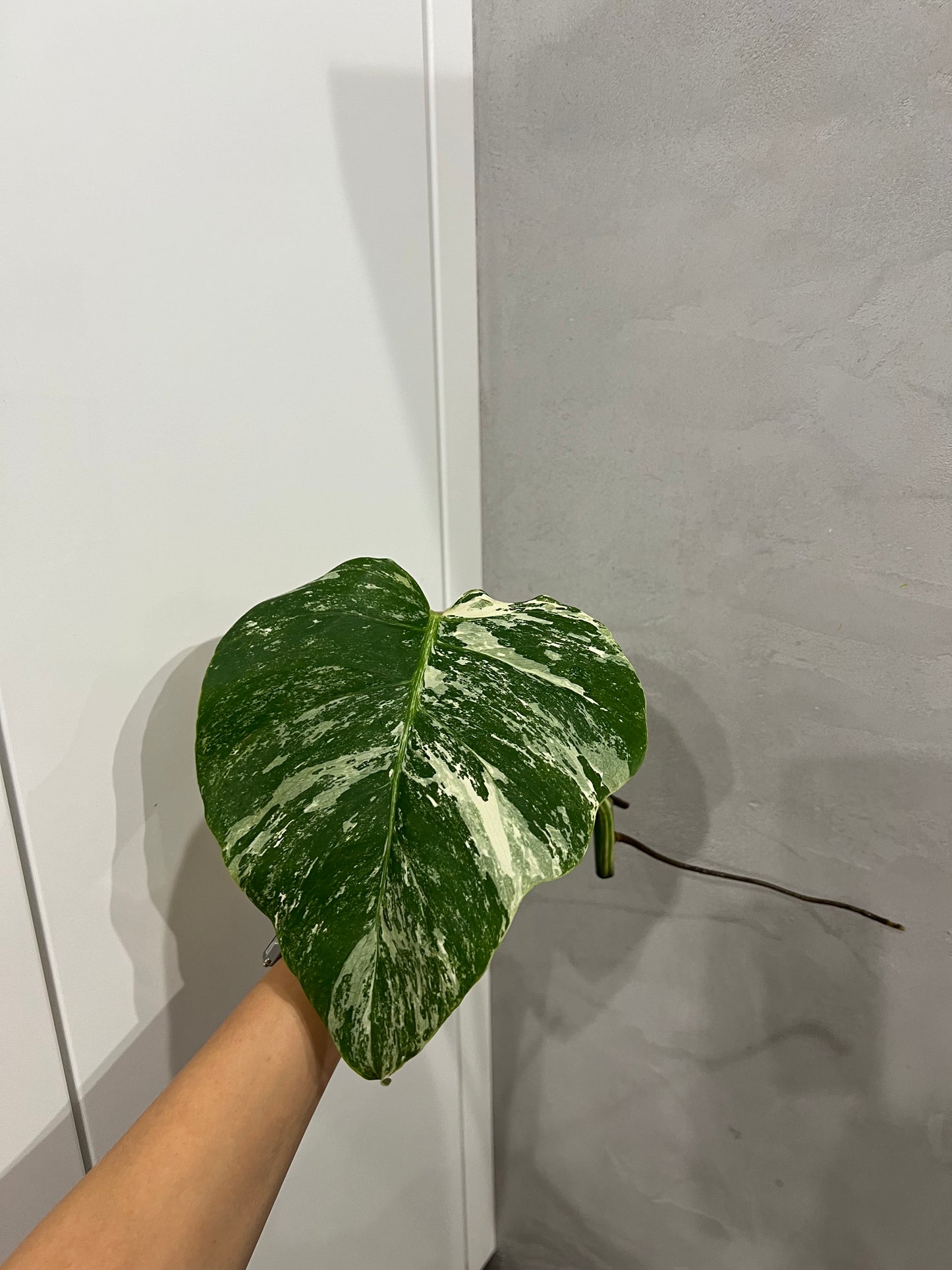Monstera albo