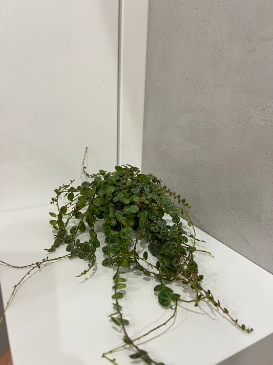 Peperomia prostata
