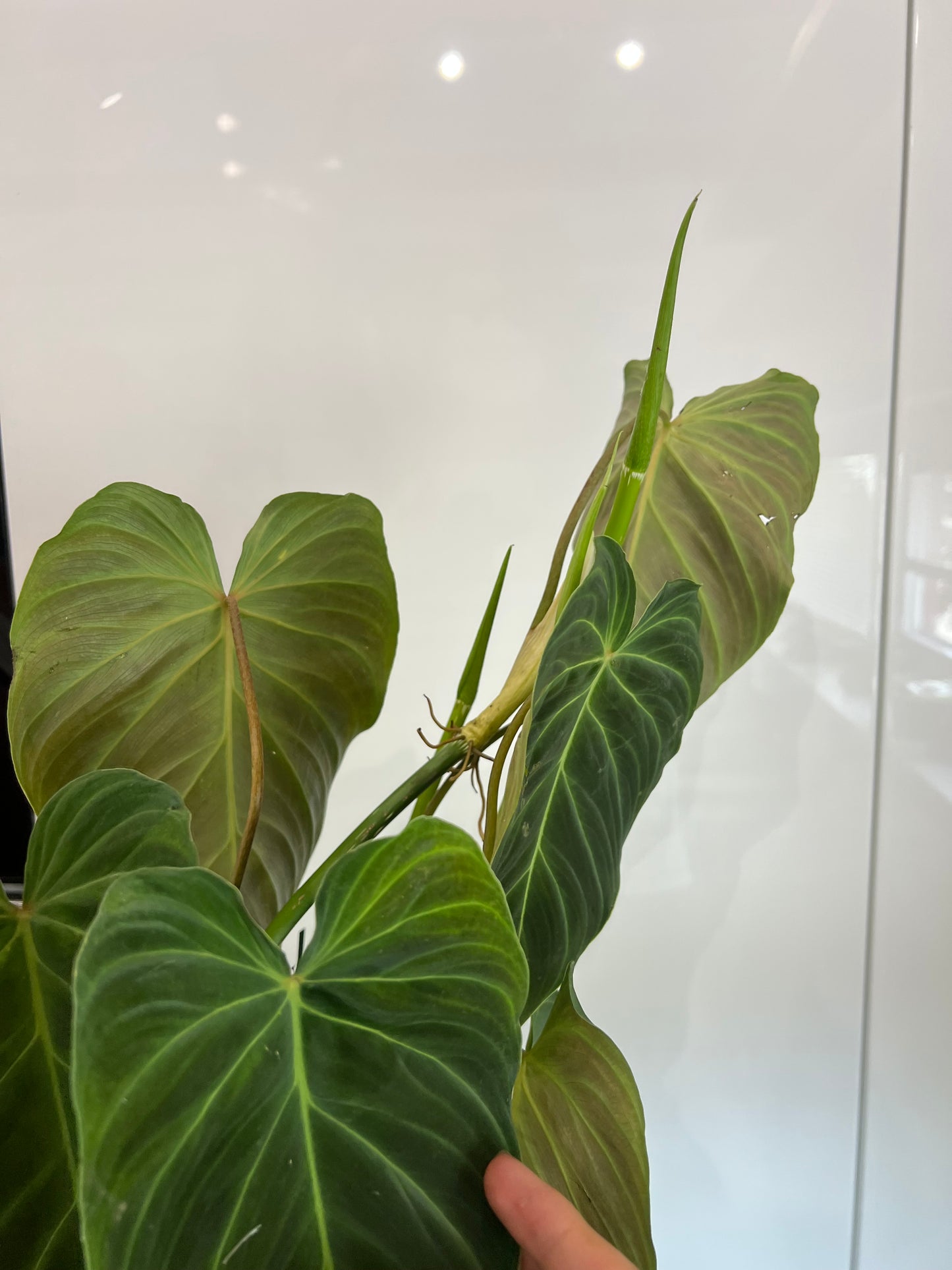 Philodendron splendid