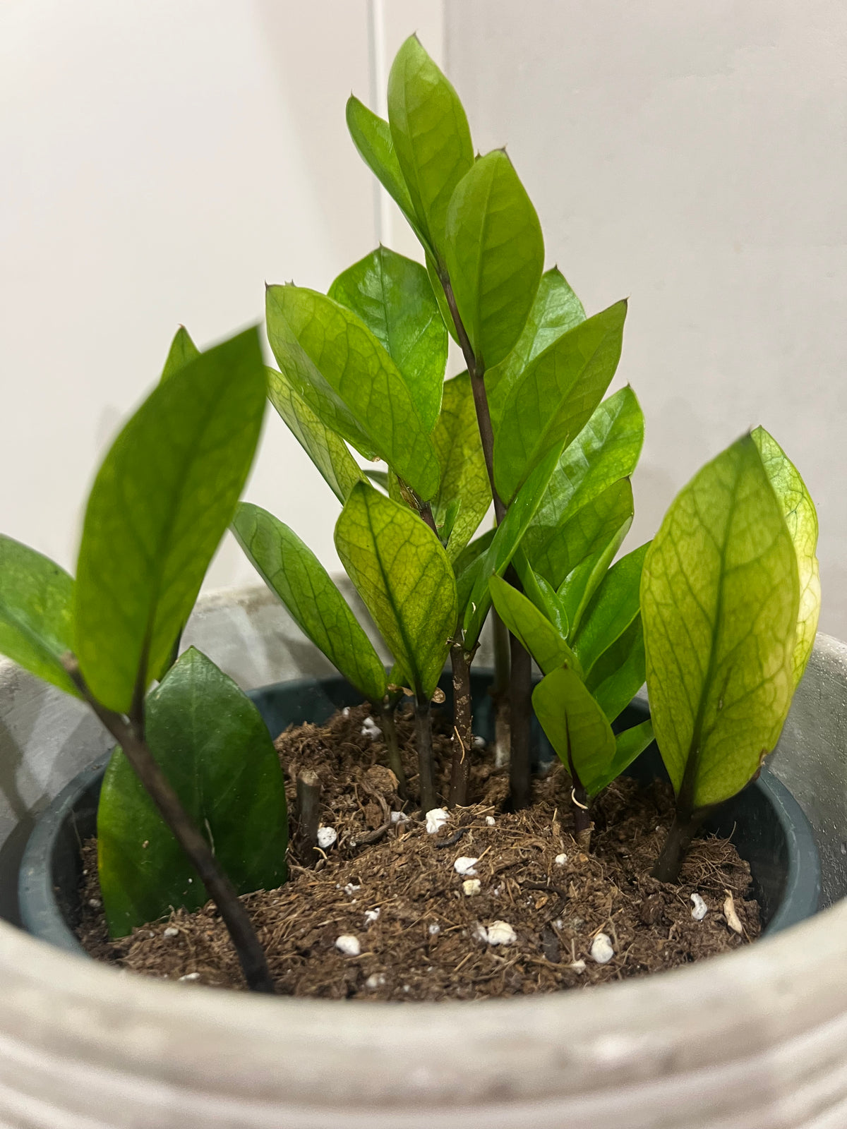 Zamioculcas chameleon mint variegated