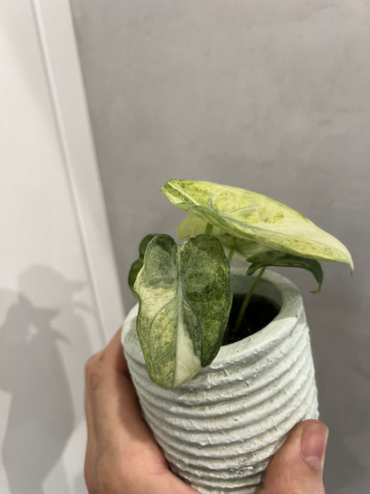 Alocasia ninja mint variegated