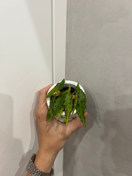 Begonia amphioxus