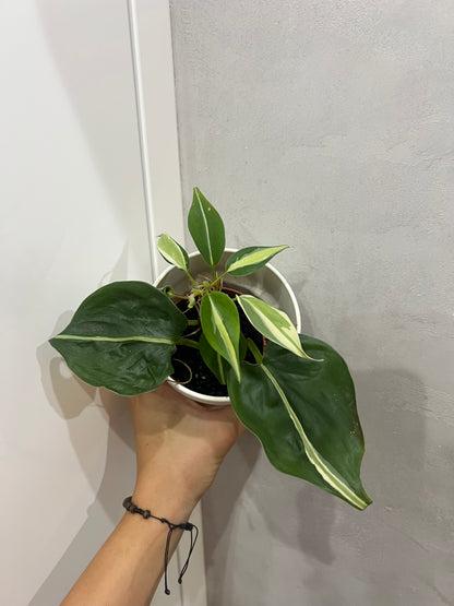 Philodendron cream splash
