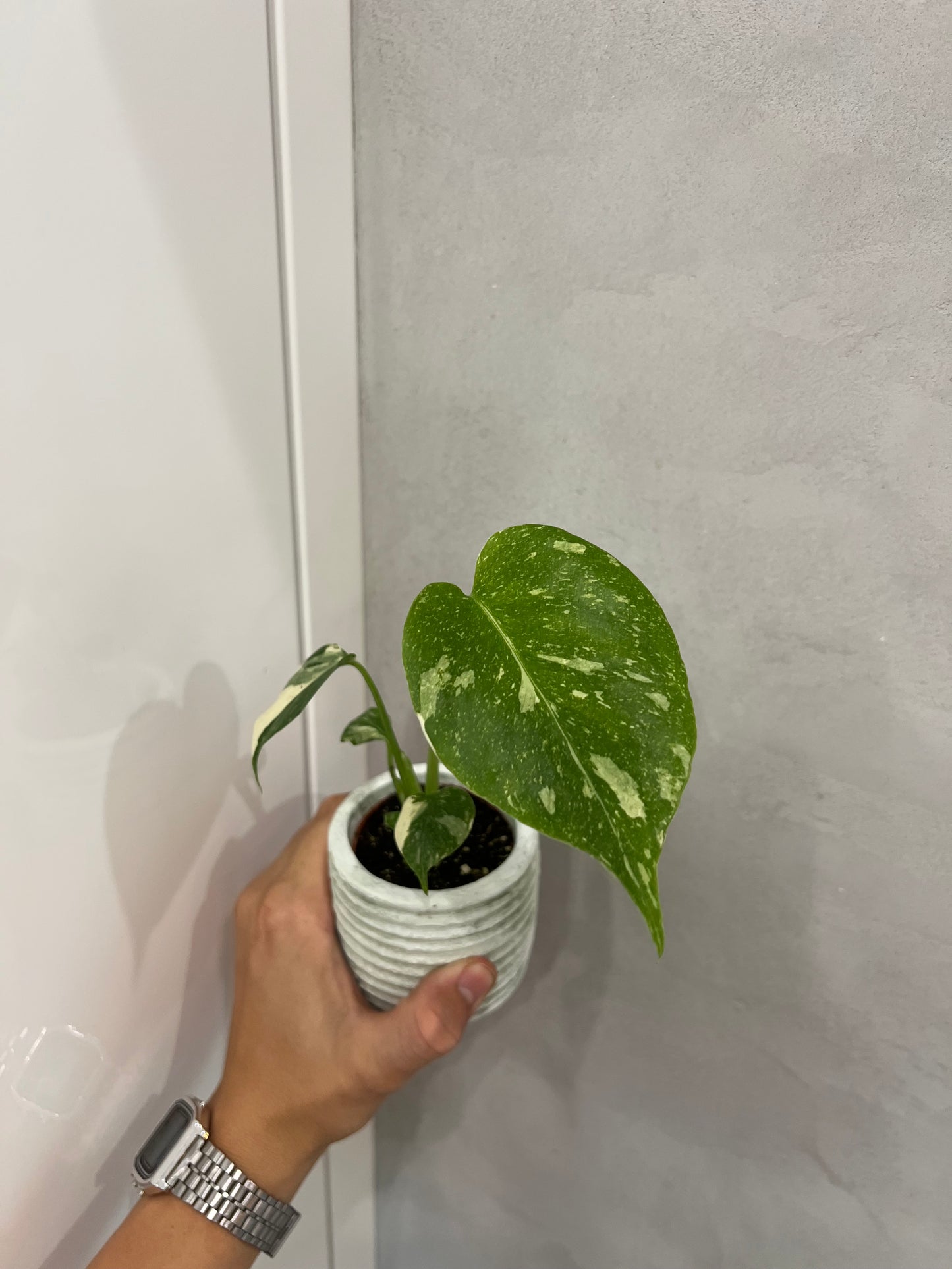 Monstera