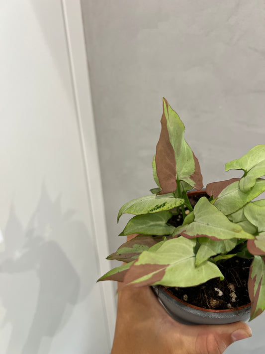 Syngonium orm nagpum var