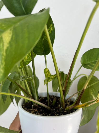 Epipremnum pinnatum cintho goldenfinger