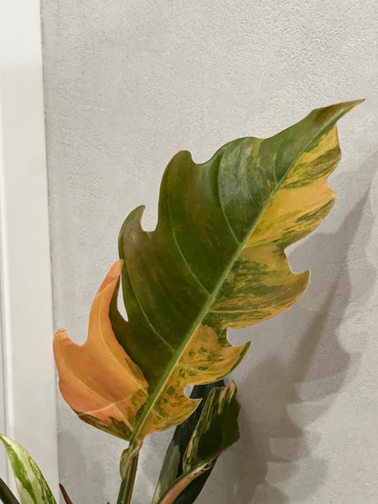Philodendron caramel marble