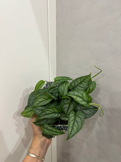 Monstera siltapecana