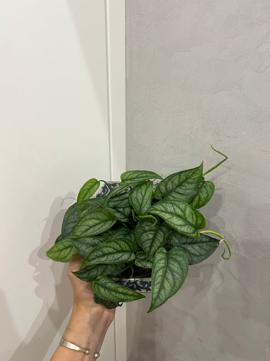 Monstera siltapecana