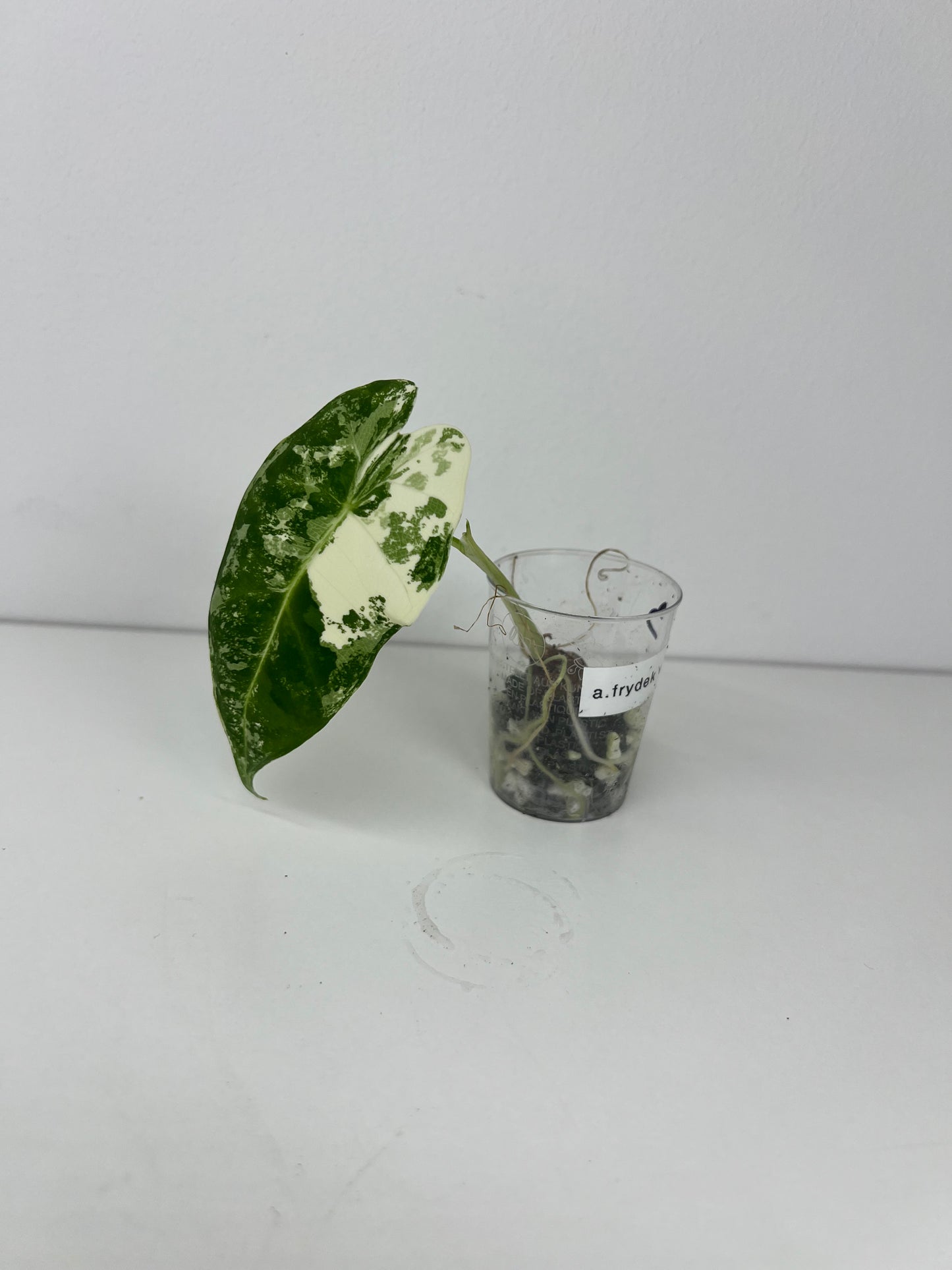Alocasia frydek variegated