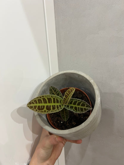 Labisia Gigantifolia