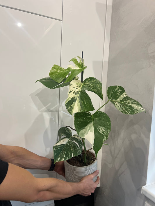 Monstera albo