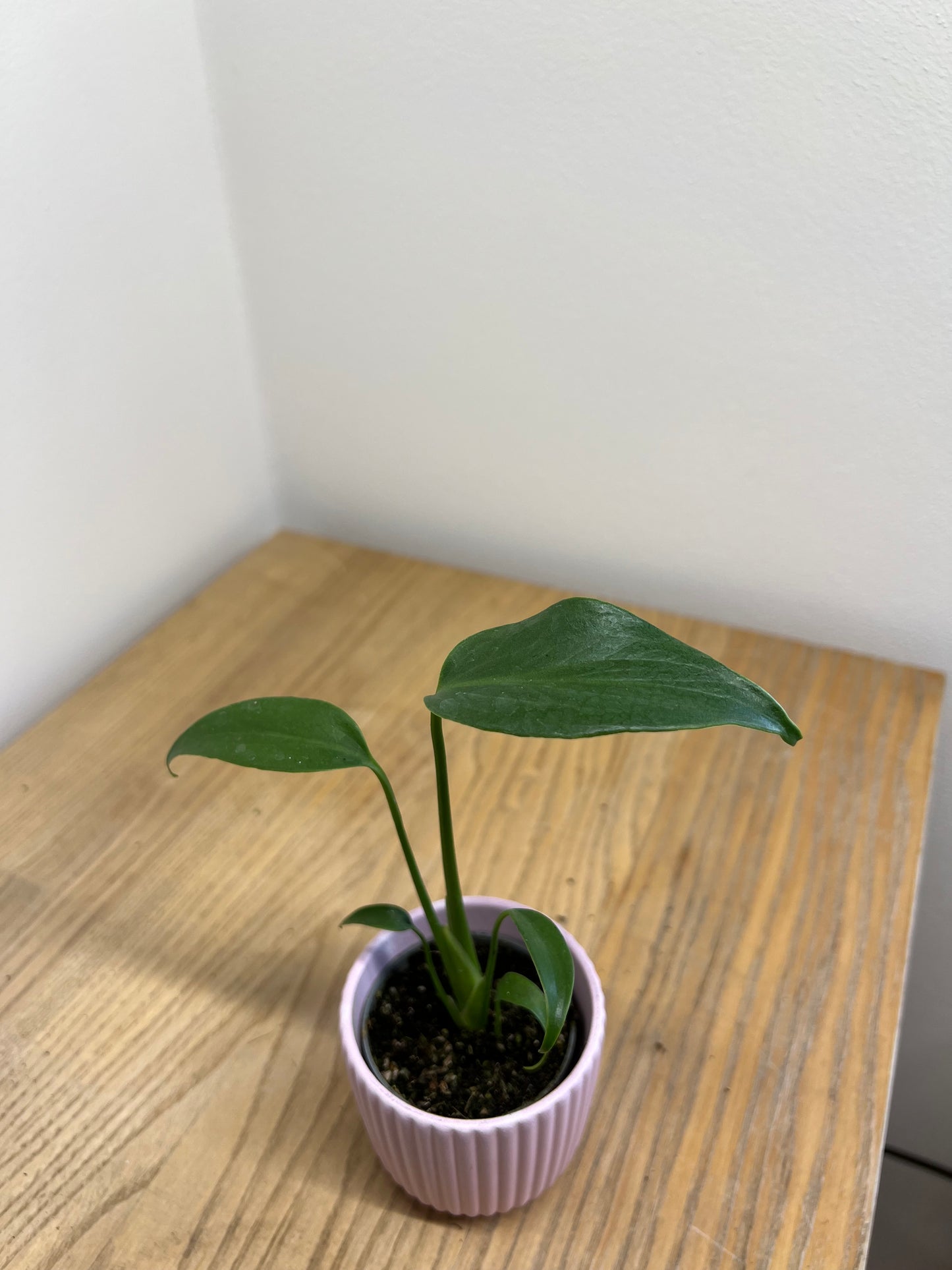 Monstera burle marx flame