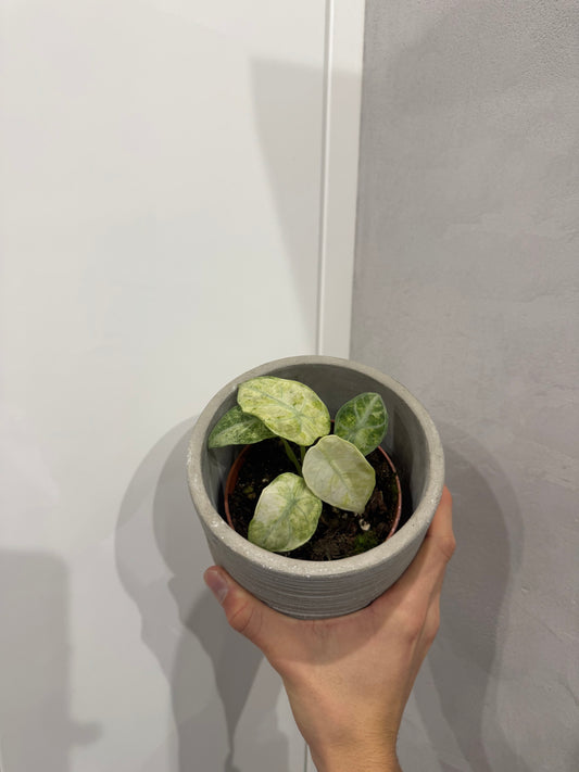 Alocasia ninja tricolor