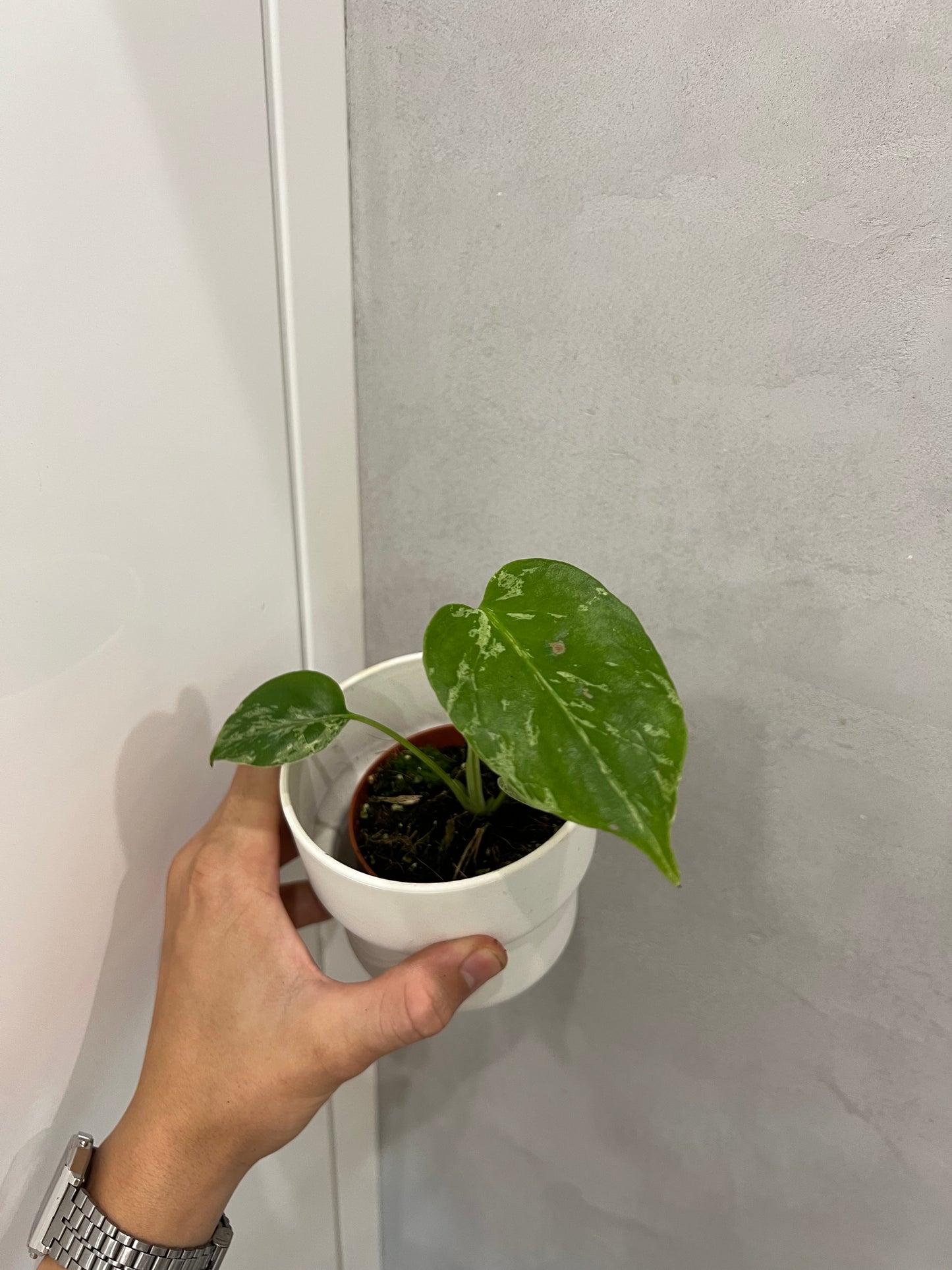 Monstera deliciosa Bulbasaur