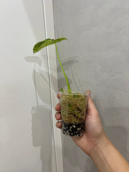 Alocasia frydek variegated
