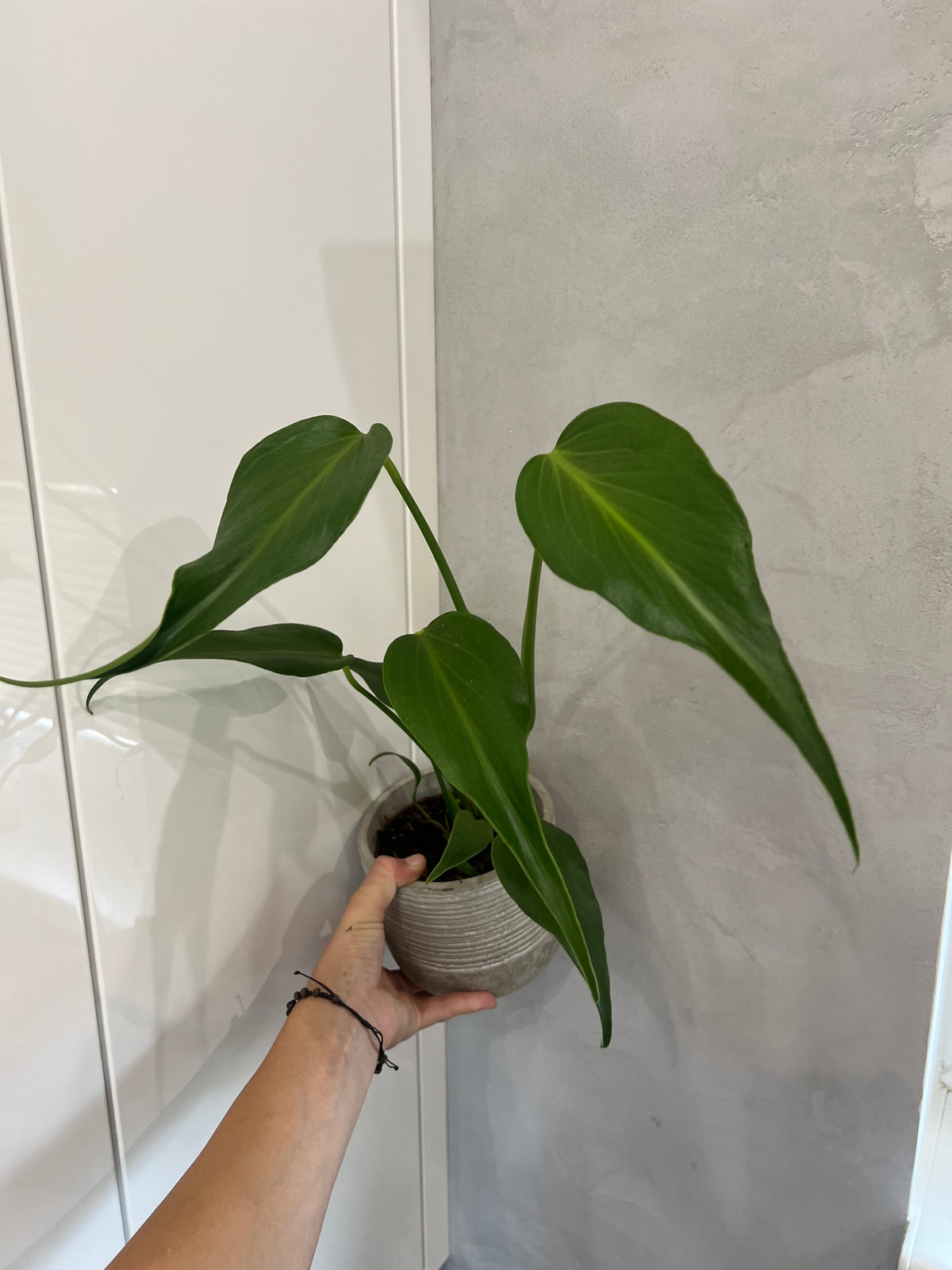 Monstera burle marx flame