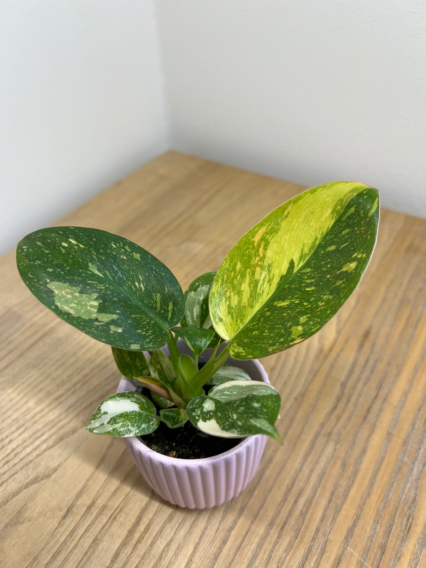 Philodendron green congo variegata